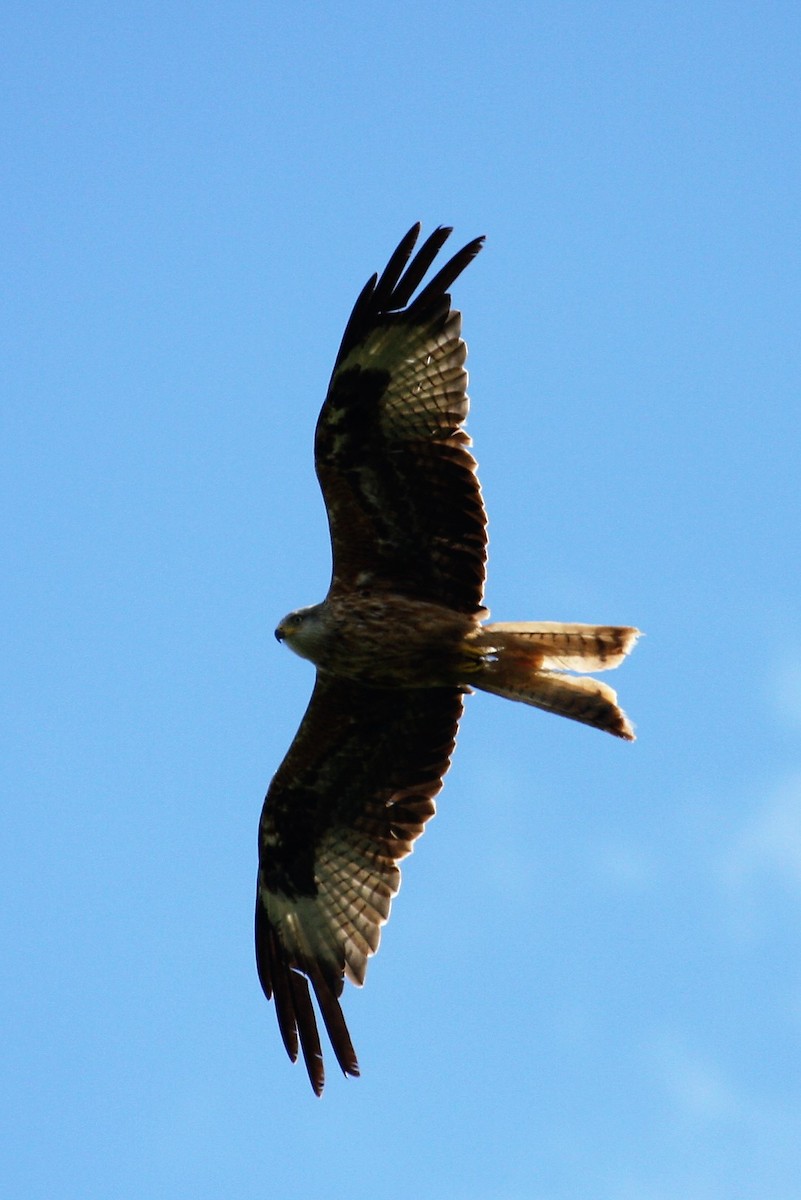 Red Kite - ML646287931