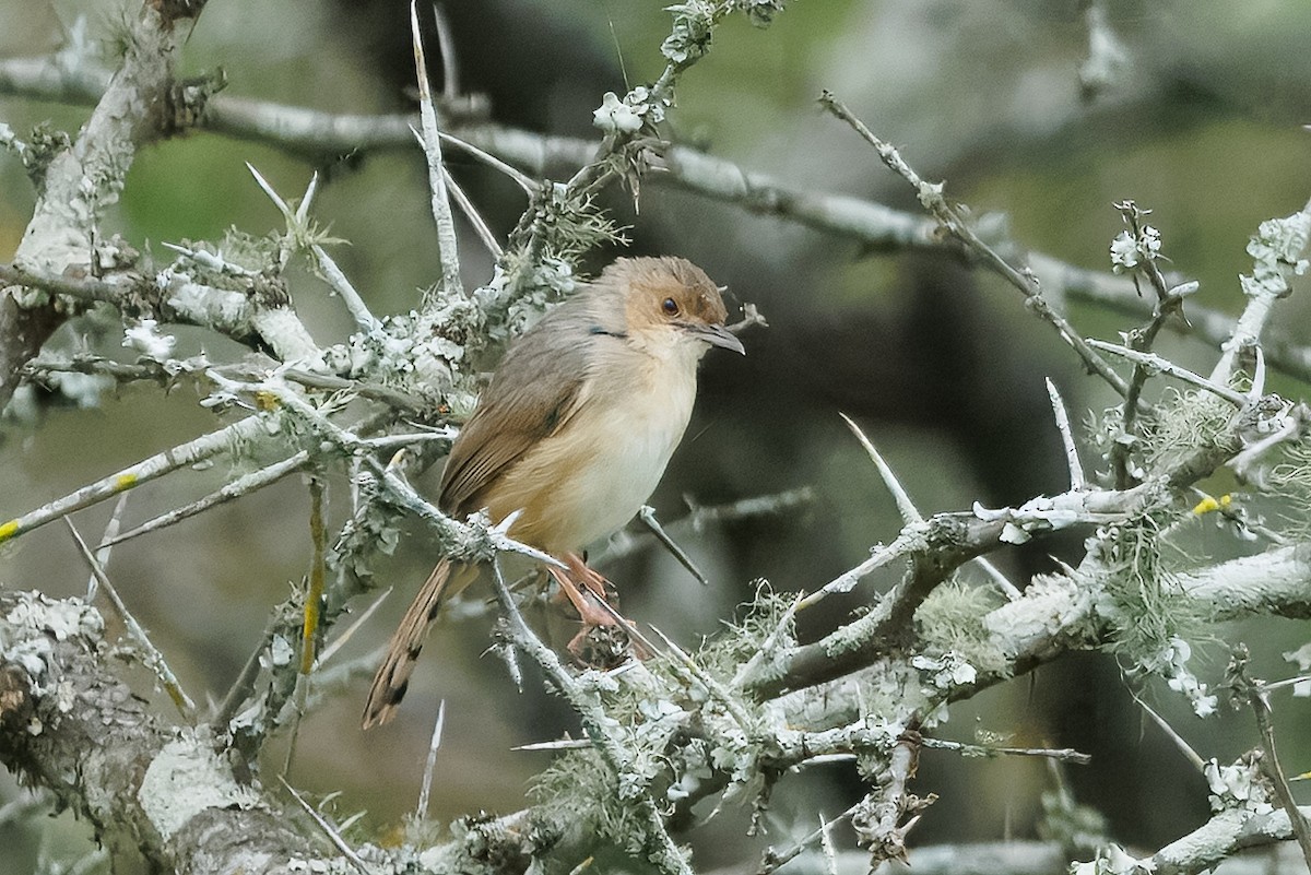 Red-faced Cisticola - ML646287932
