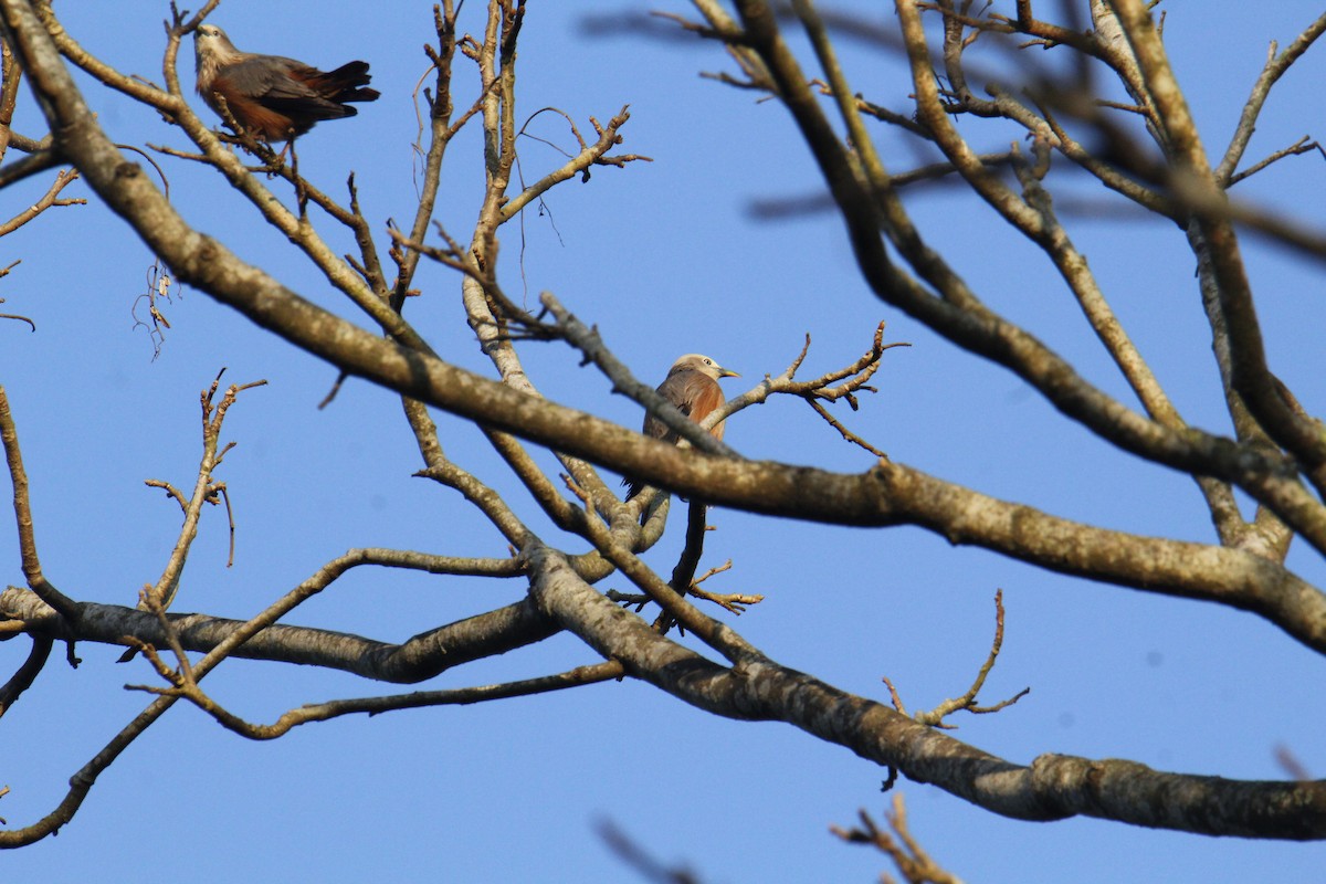 Chestnut-tailed Starling - ML646287933