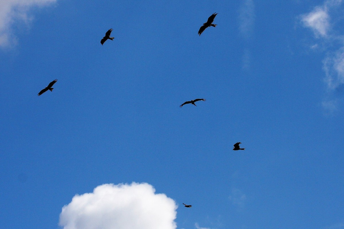 Red Kite - ML646287934