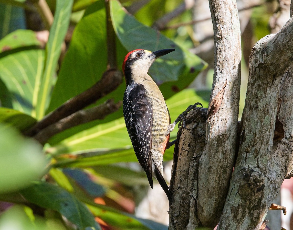 Black-cheeked Woodpecker - ML646287935