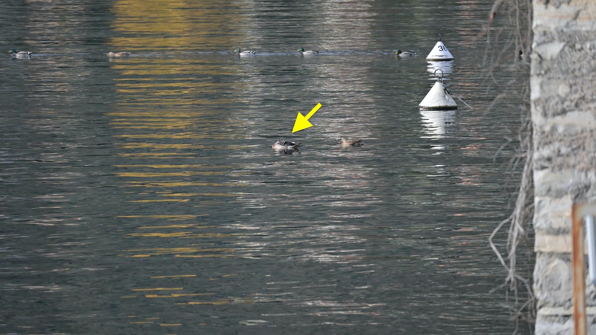 Northern Shoveler - ML646287936