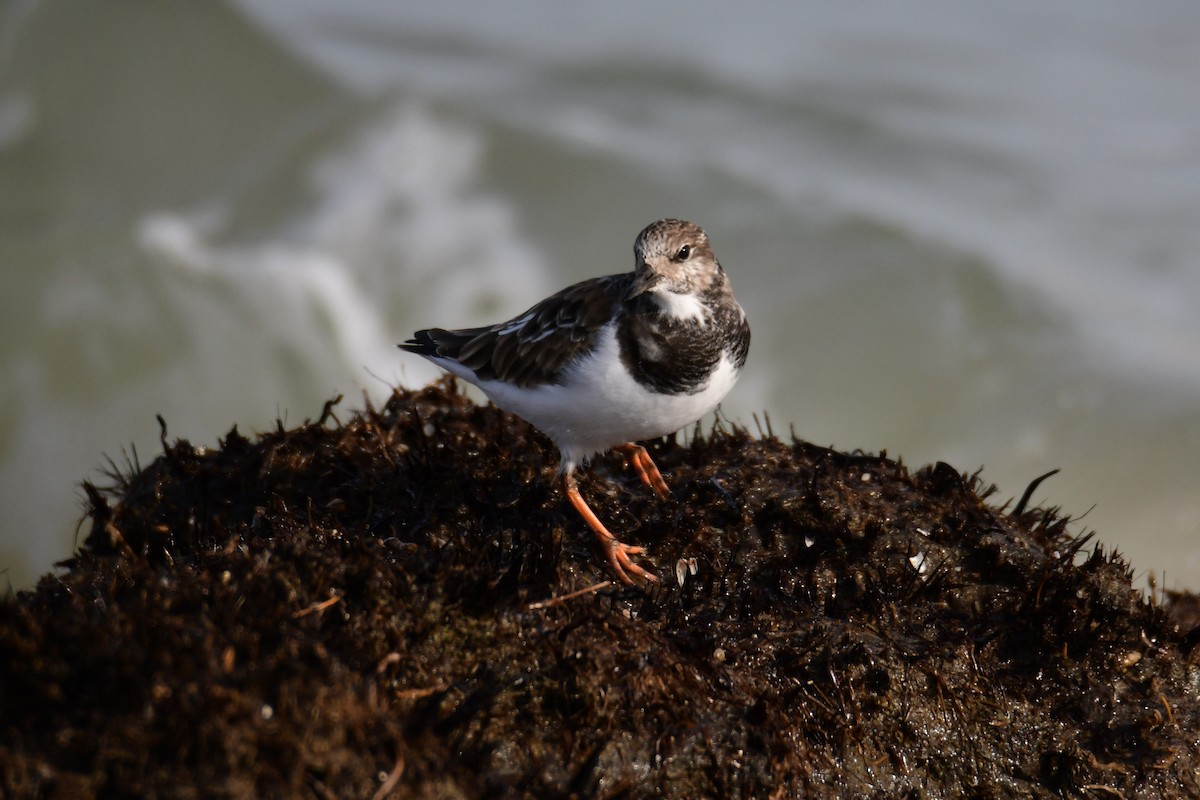 Ruddy Turnstone - ML646287937