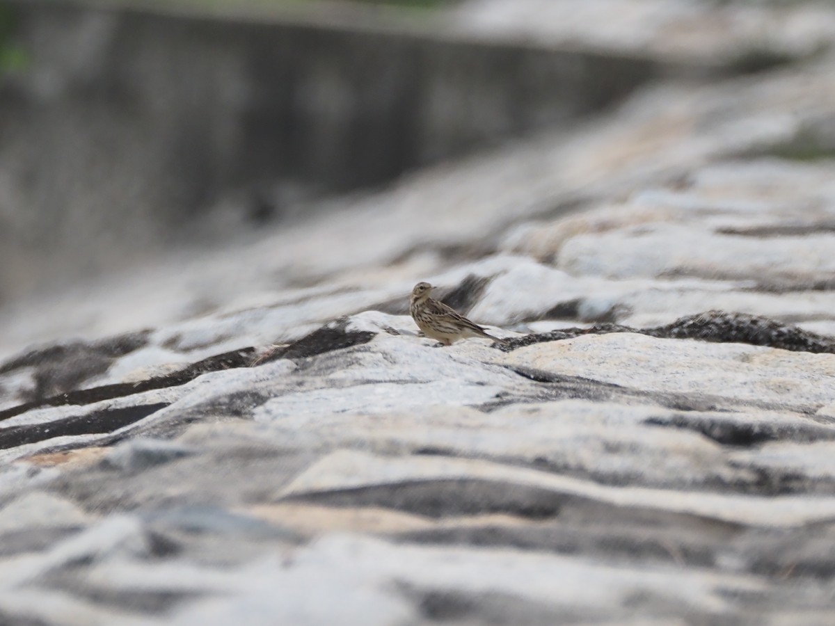 Red-throated Pipit - ML646287938
