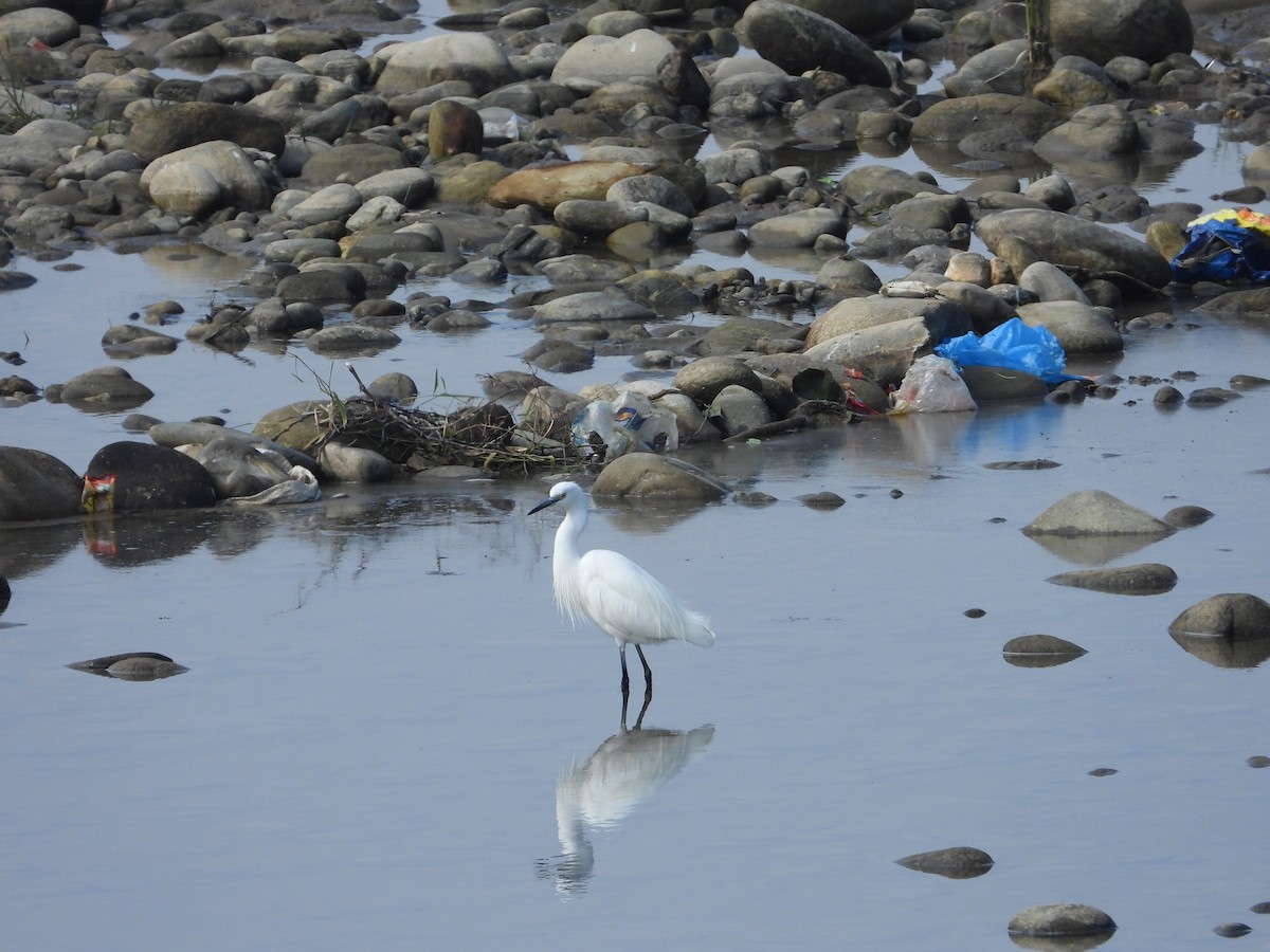 Little Egret - ML646287939