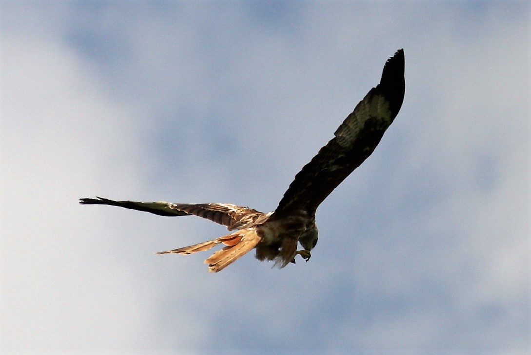 Red Kite - ML646287940