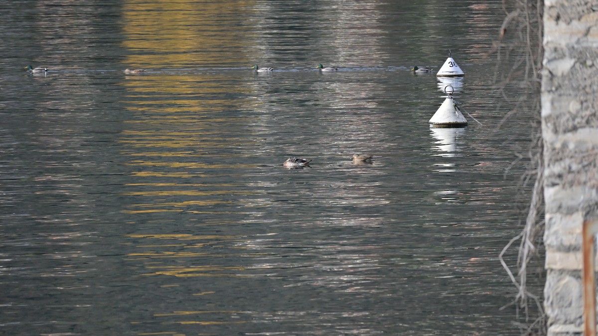 Northern Shoveler - ML646287941