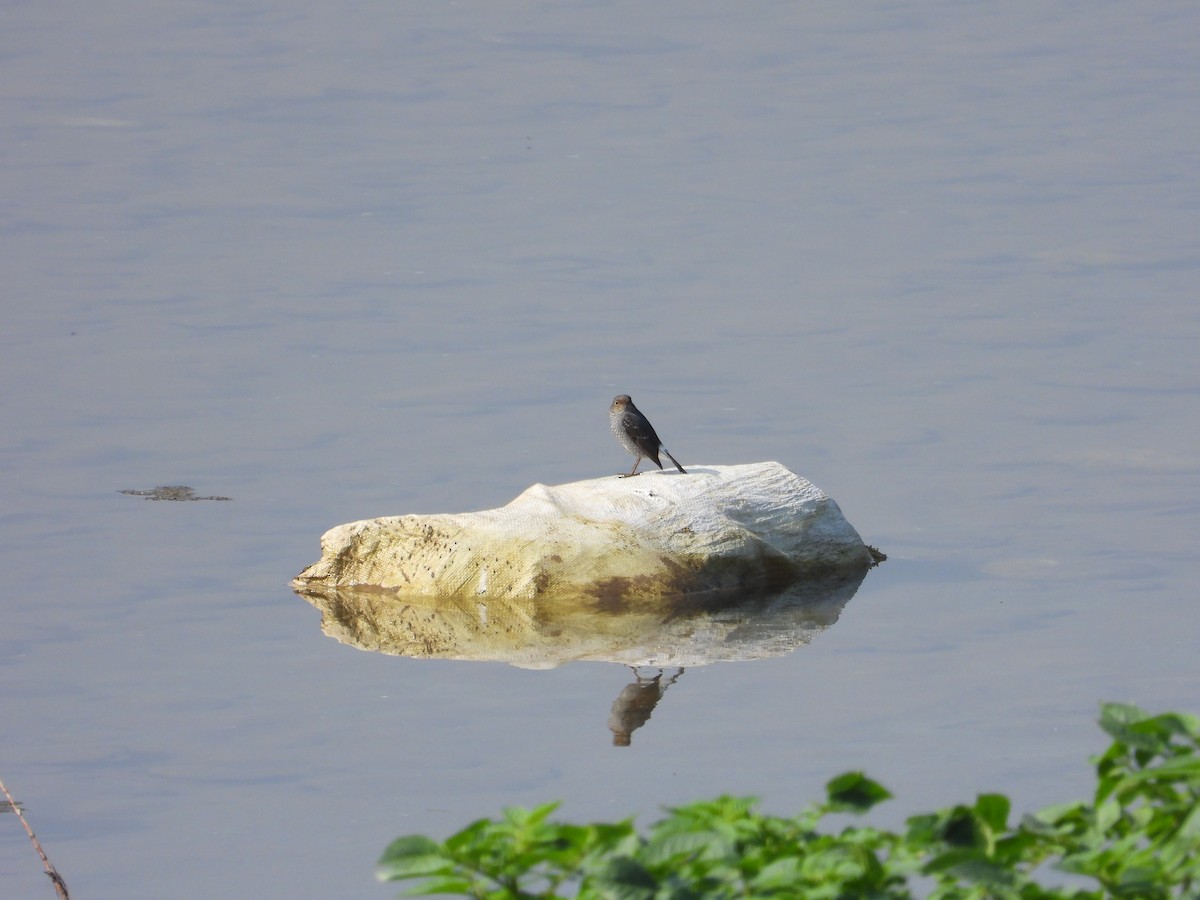 Plumbeous Redstart - ML646287942