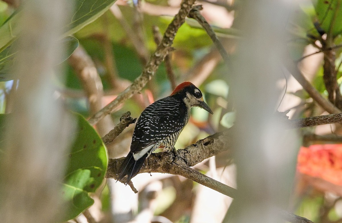 Black-cheeked Woodpecker - ML646287943