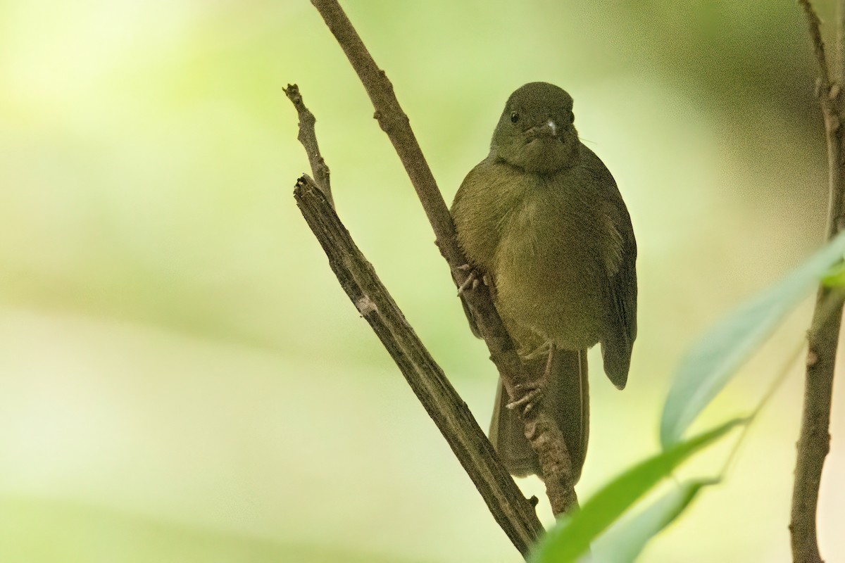 Little Greenbul - ML646287944