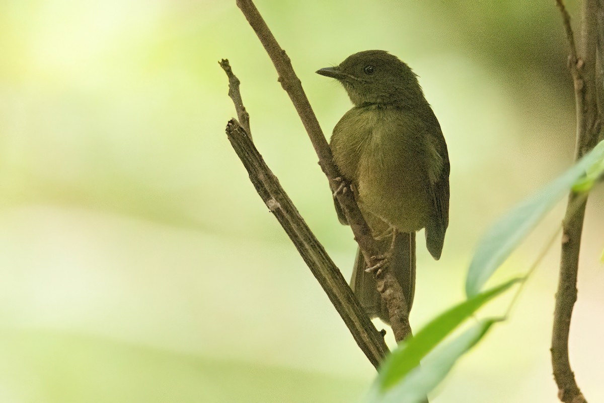 Малый бюльбюль - ML646287945