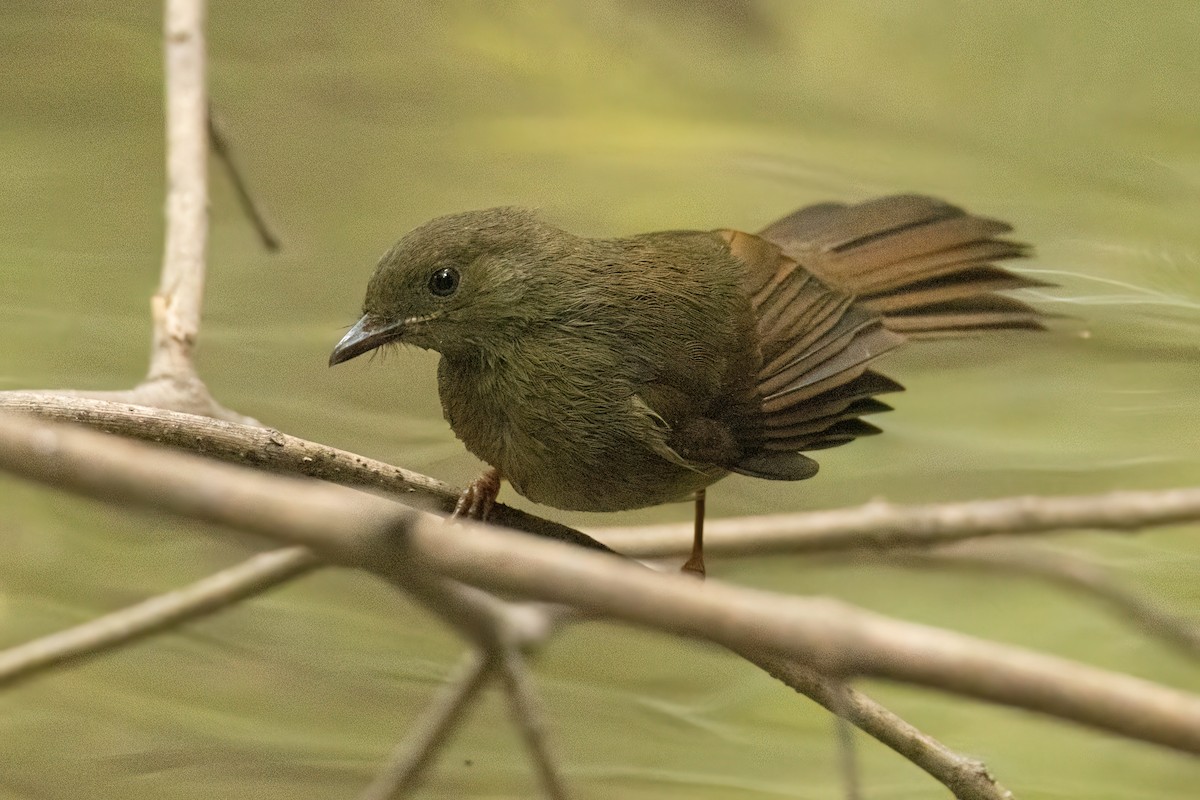 Малый бюльбюль - ML646287946