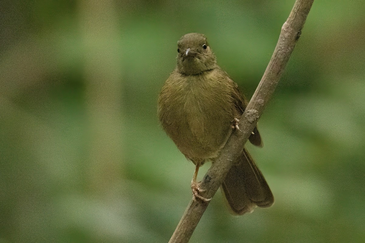 Малый бюльбюль - ML646287947