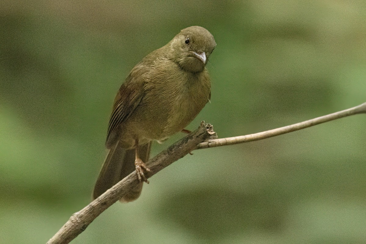 Малый бюльбюль - ML646287948