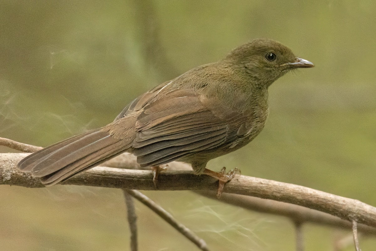 Малый бюльбюль - ML646287949