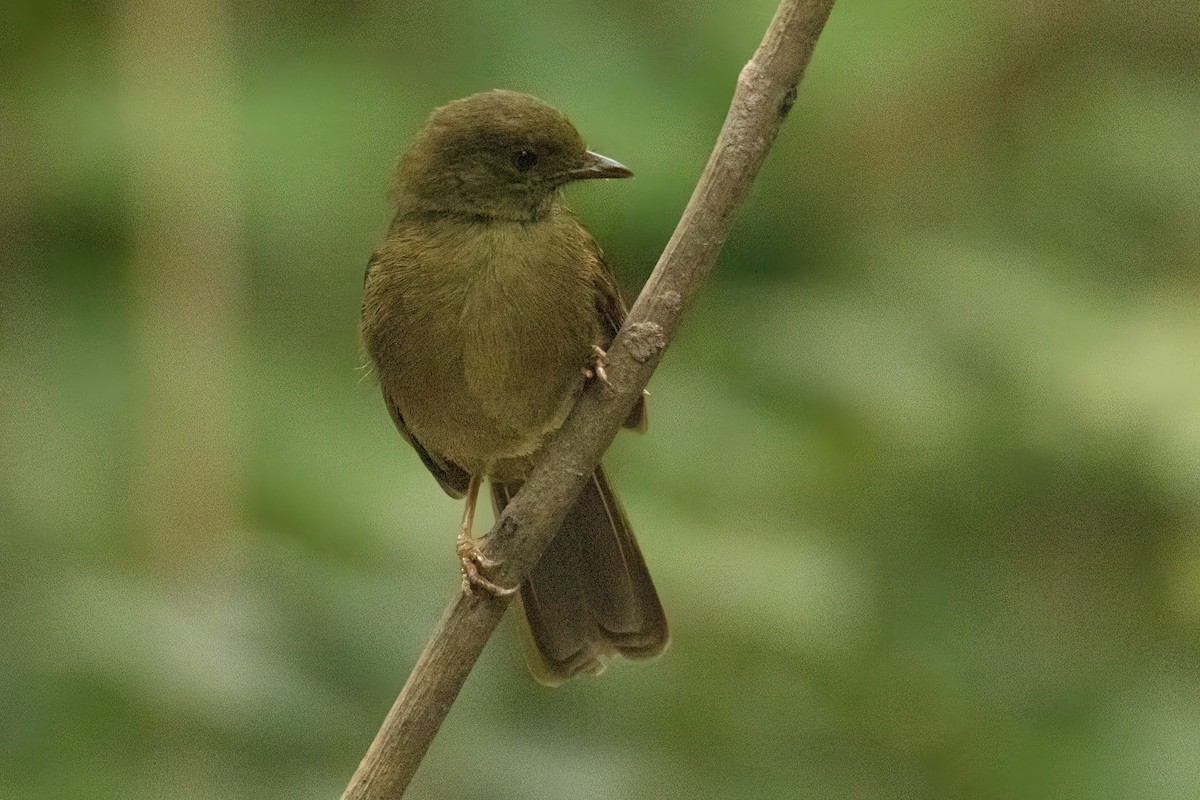 Малый бюльбюль - ML646287950