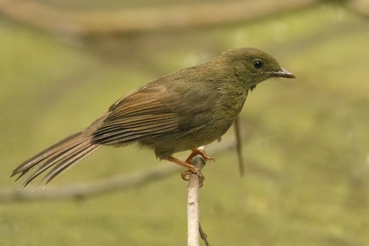 Малый бюльбюль - ML646287951