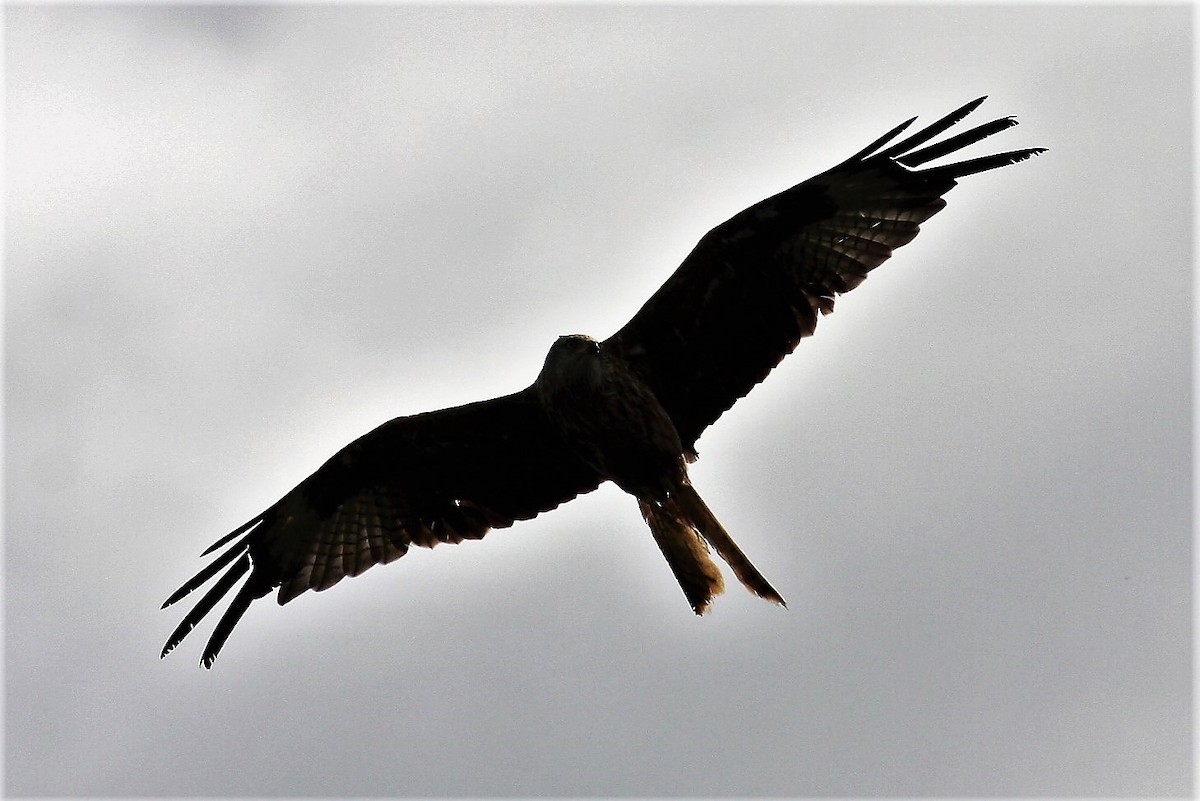 Red Kite - ML646287952