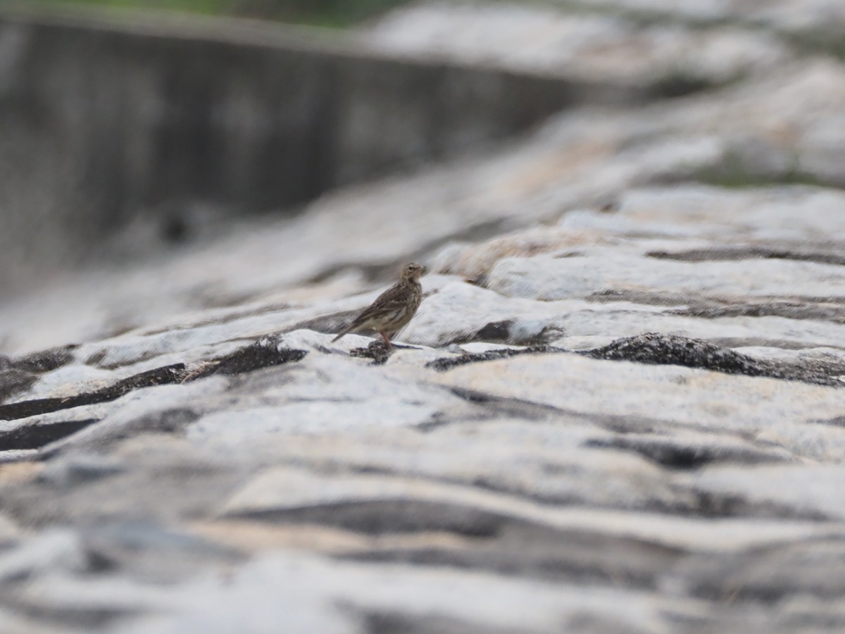 Red-throated Pipit - ML646287954