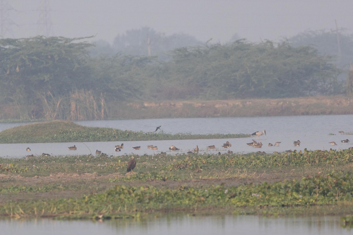 Northern Shoveler - ML646287955