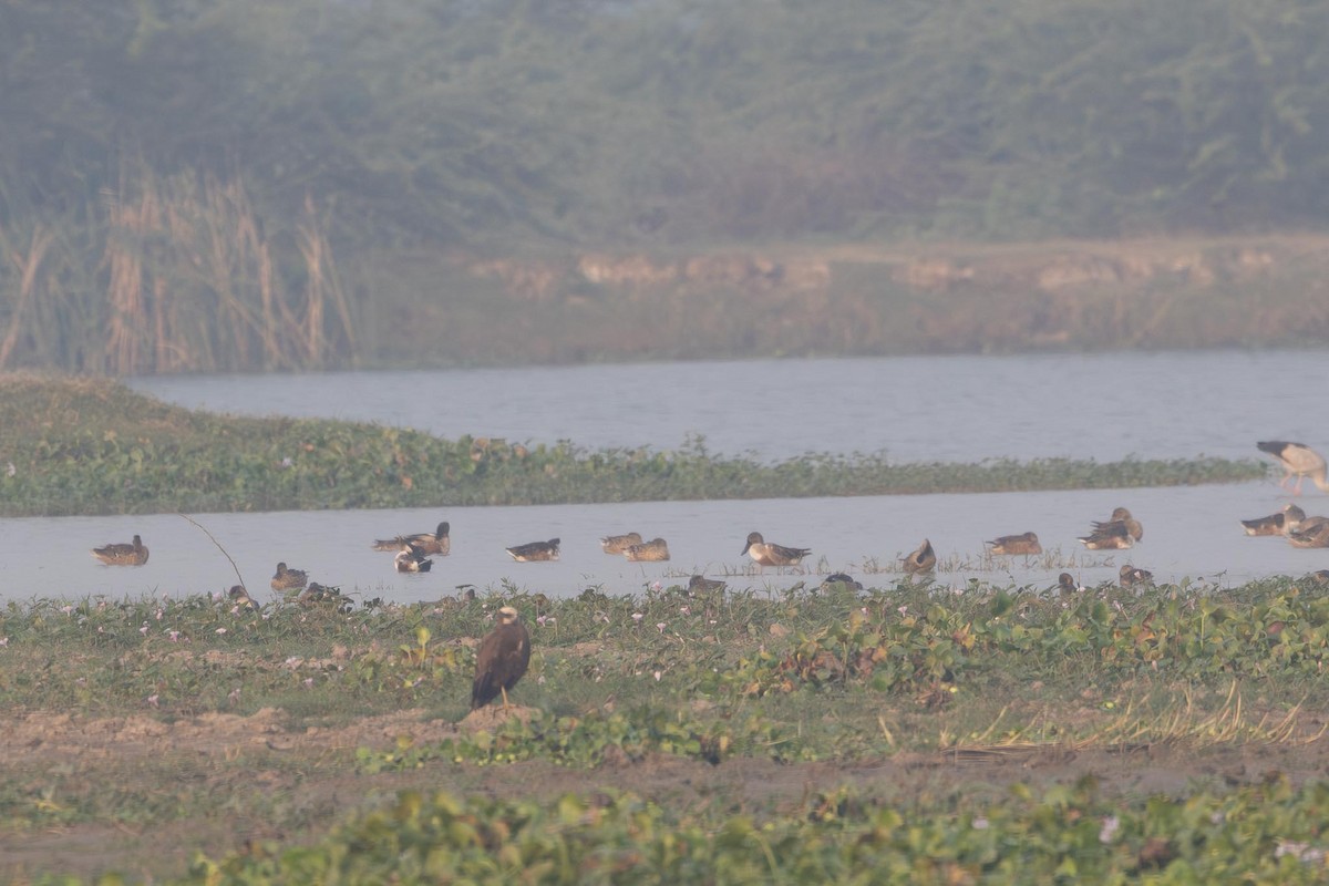 Northern Shoveler - ML646287956