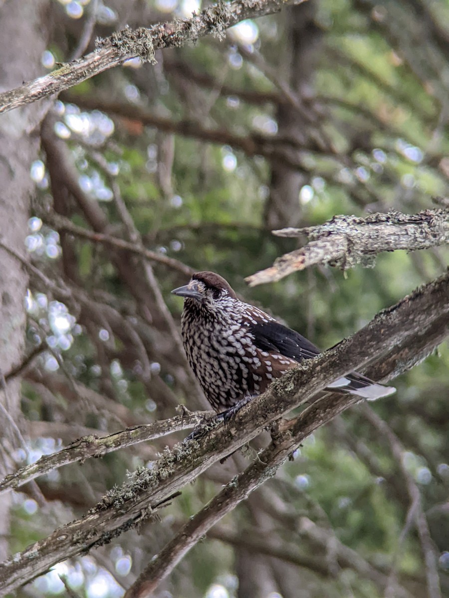 Northern Nutcracker - ML646287957