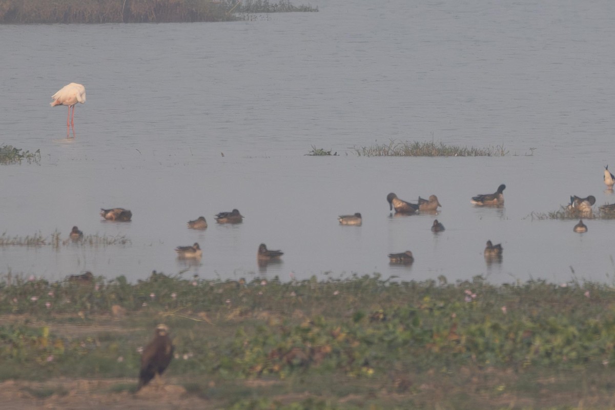 Green-winged Teal (Eurasian) - ML646287958