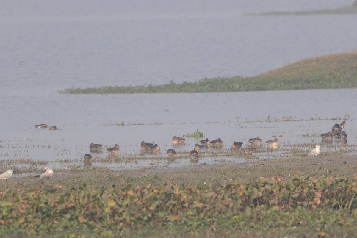 Green-winged Teal (Eurasian) - ML646287959