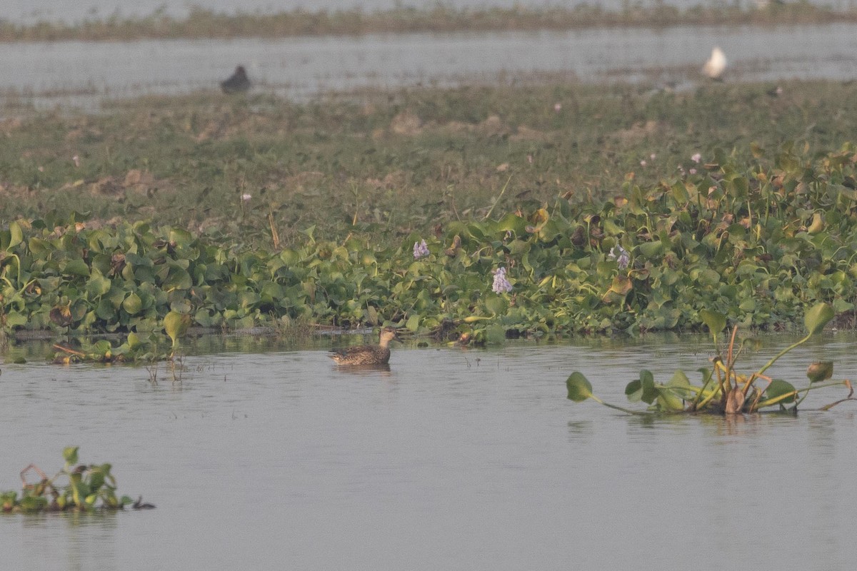 Green-winged Teal (Eurasian) - ML646287960