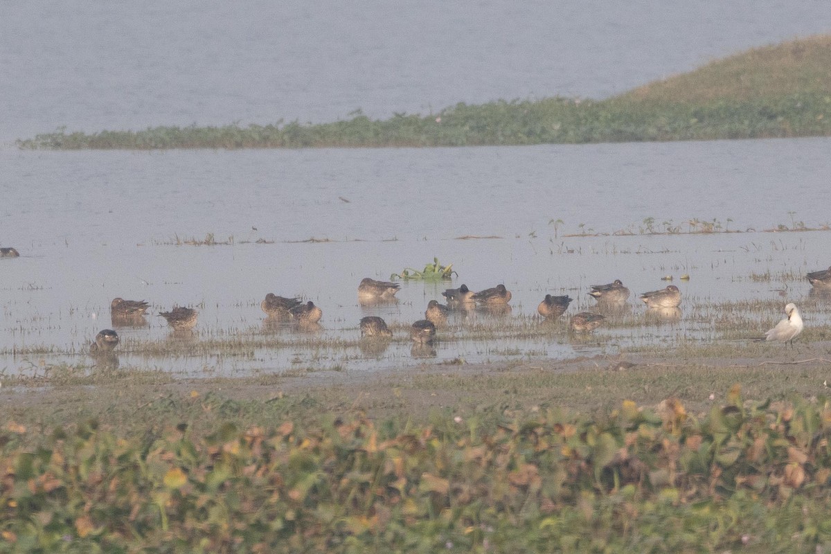 Green-winged Teal (Eurasian) - ML646287961