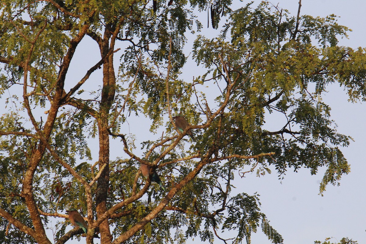 Indochinese Roller - ML646287962