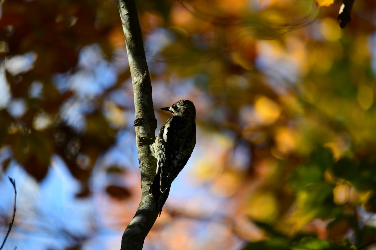 Yellow-bellied Sapsucker - ML646287963