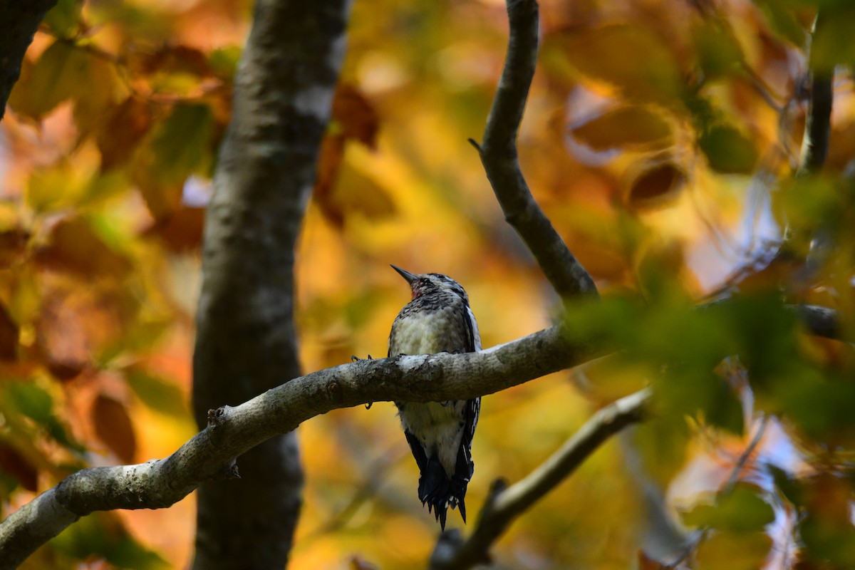 Yellow-bellied Sapsucker - ML646287964