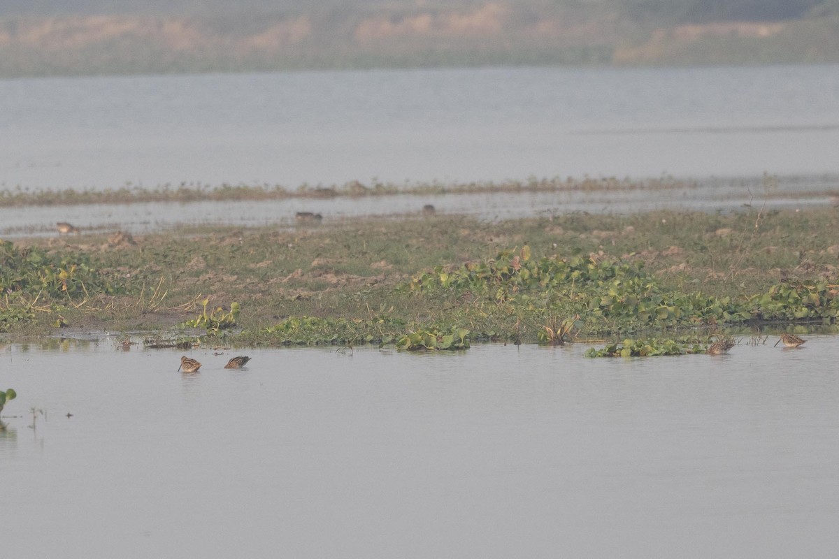 חרטומית ביצות - ML646287970