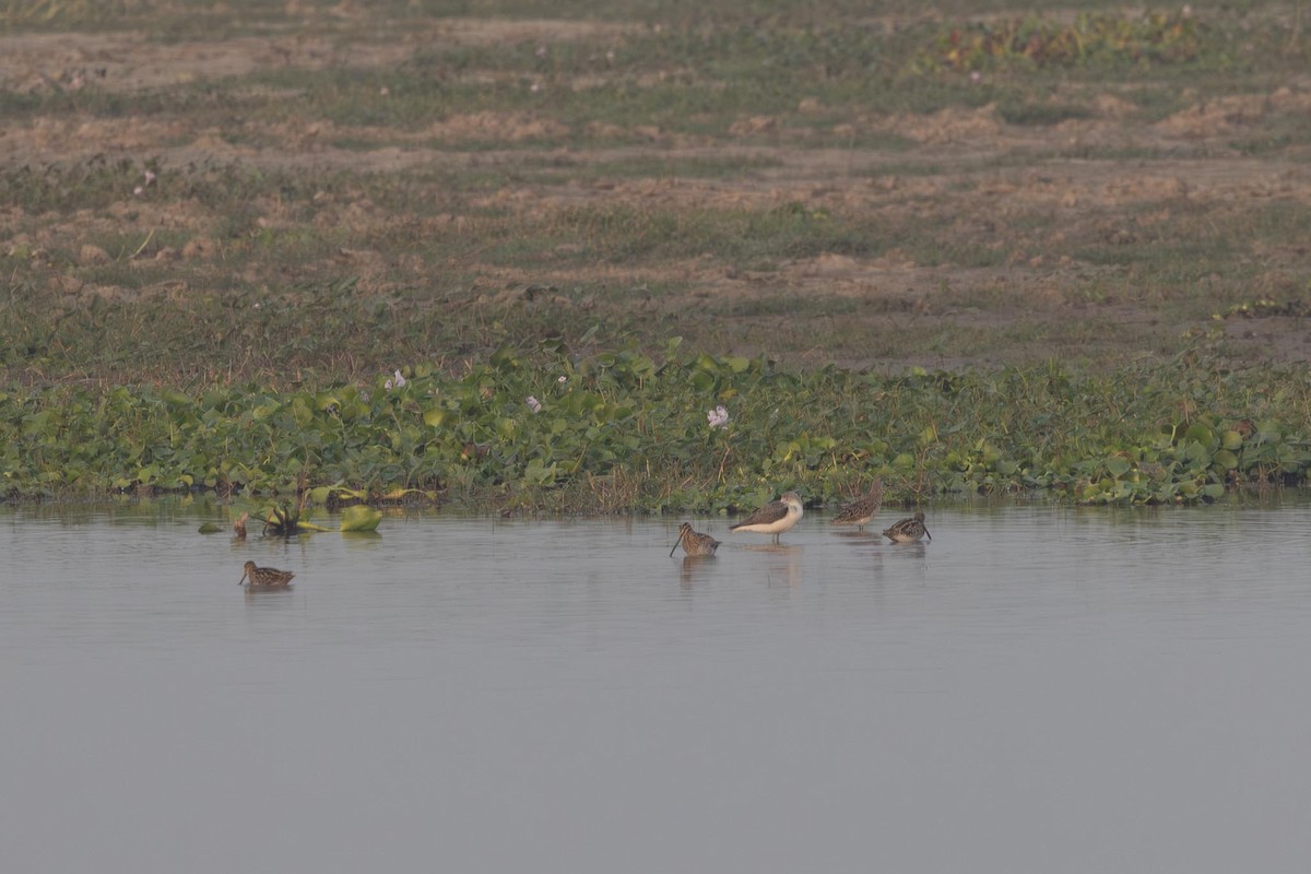 חרטומית ביצות - ML646287971