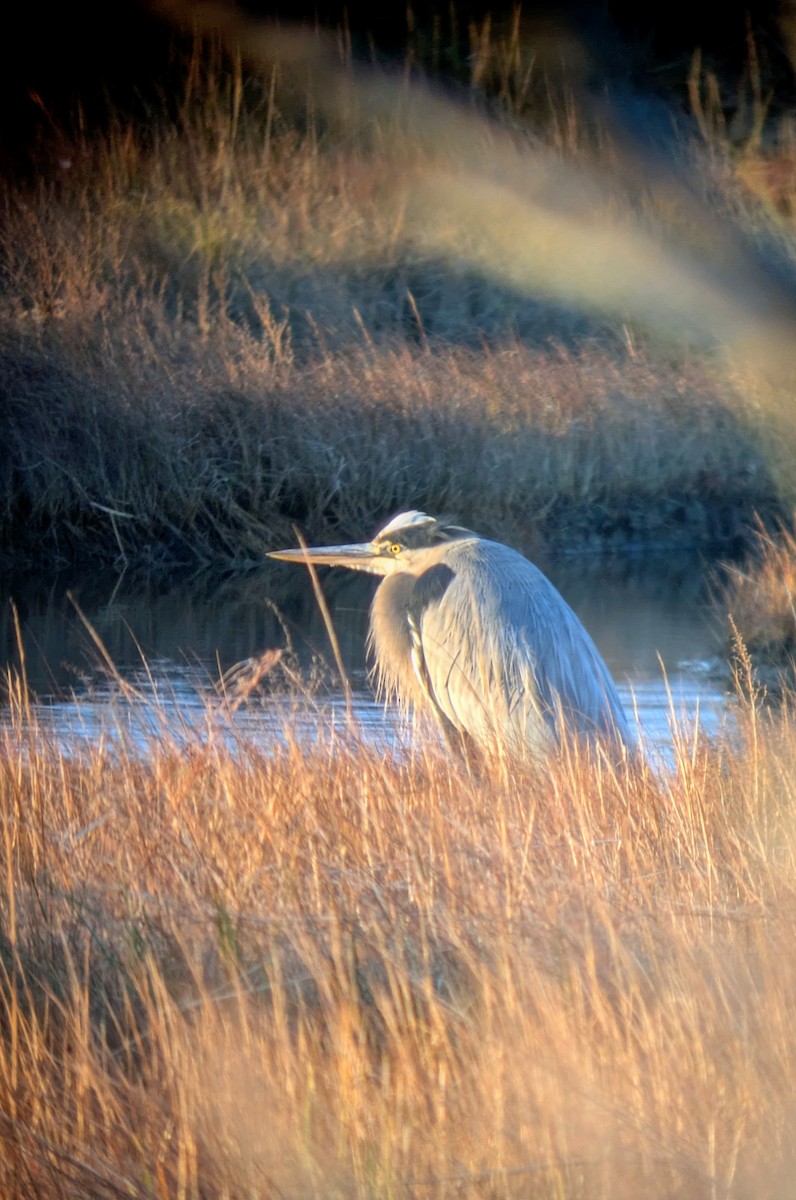 Great Blue Heron - ML646287972