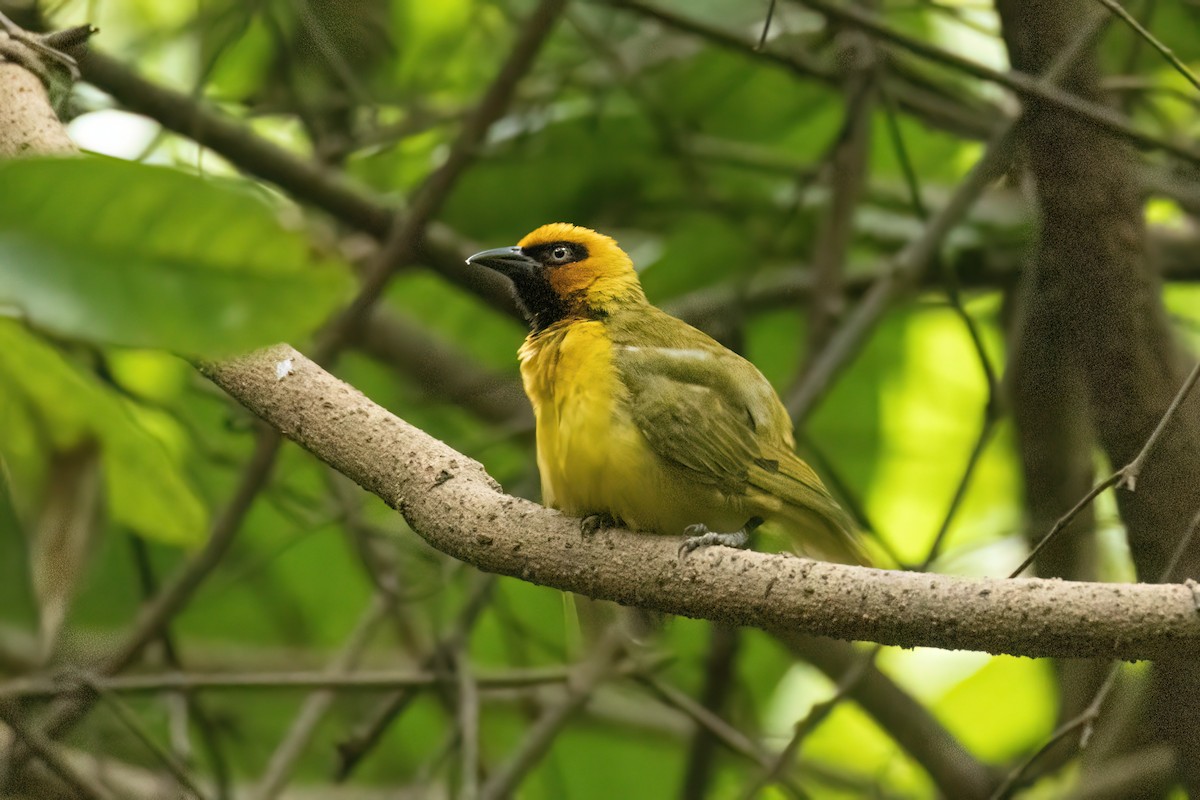 Olive-naped Weaver - ML646287978