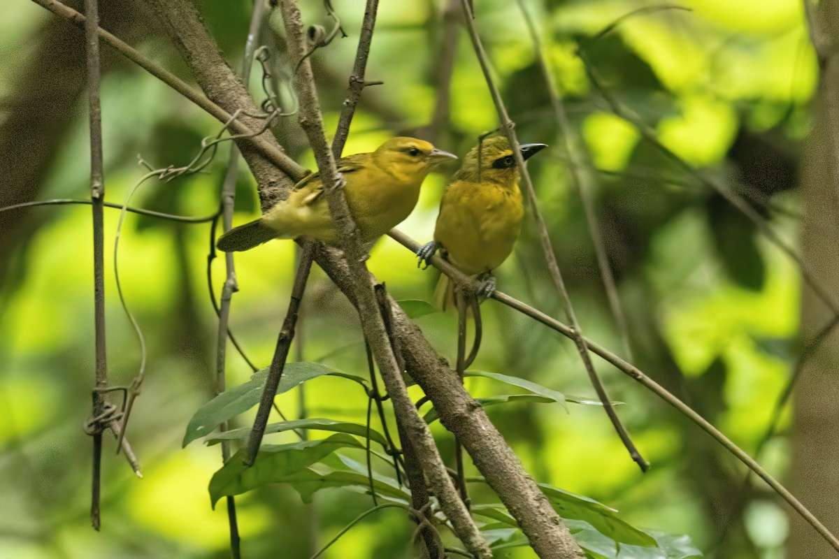 Olive-naped Weaver - ML646287979