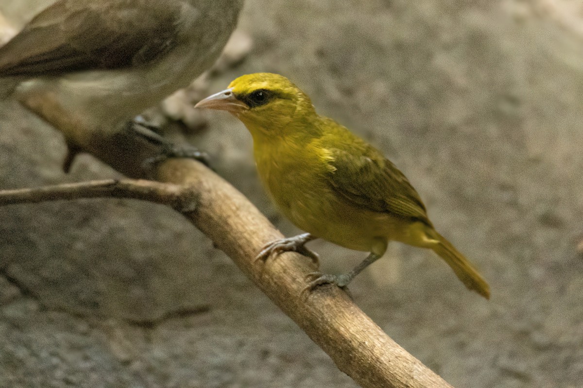 Olive-naped Weaver - ML646287981
