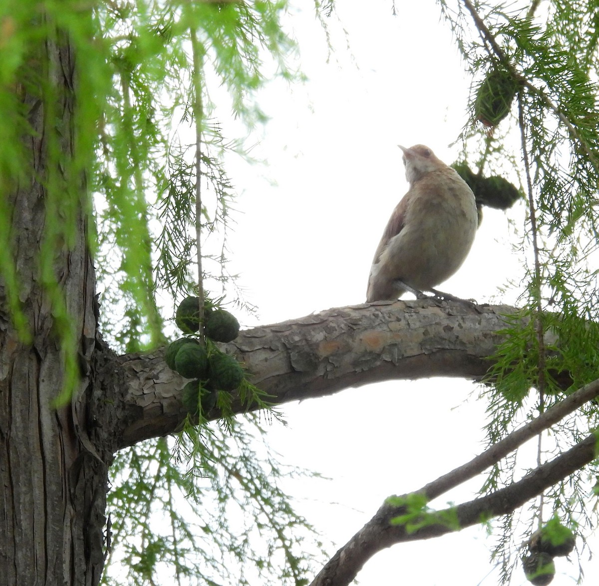 Rufous Hornero - ML646287989