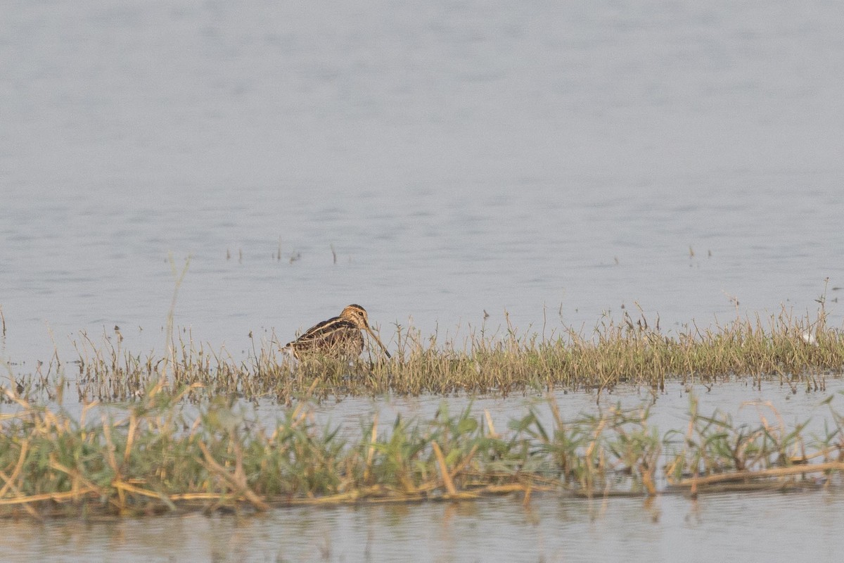 חרטומית ביצות - ML646287990