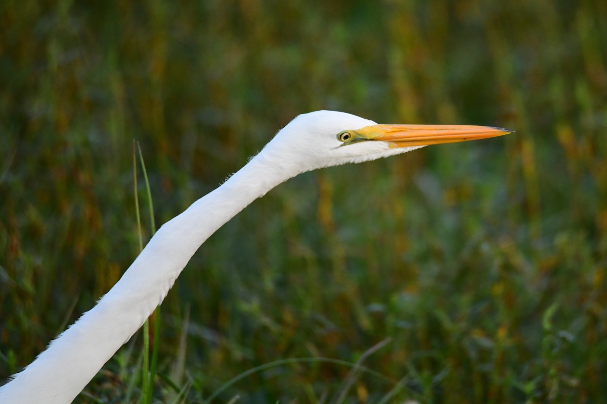 Great Egret - ML646287991