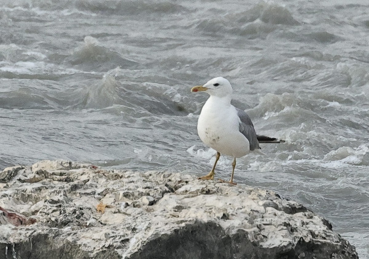 Armenian Gull - ML646287994