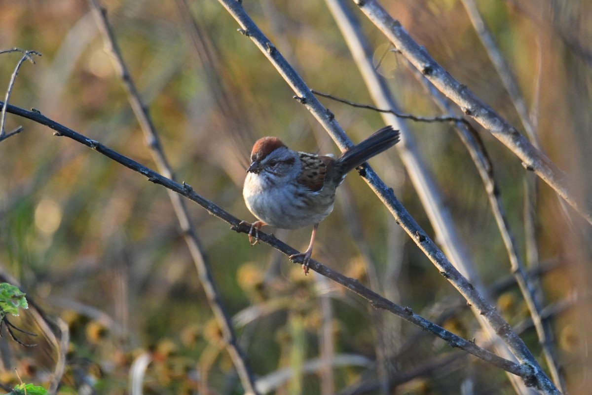 Swamp Sparrow - ML646288008