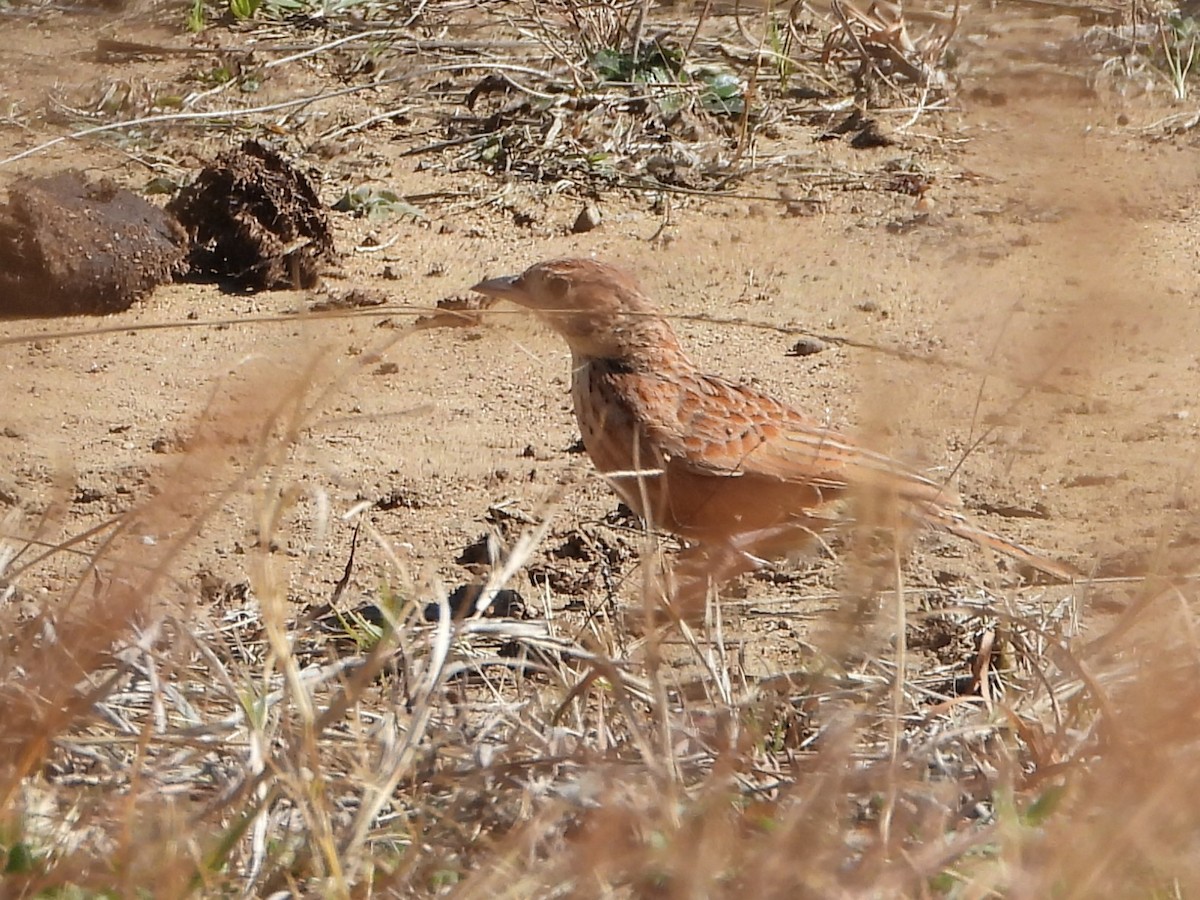 Doğulu Toygar - ML646288009