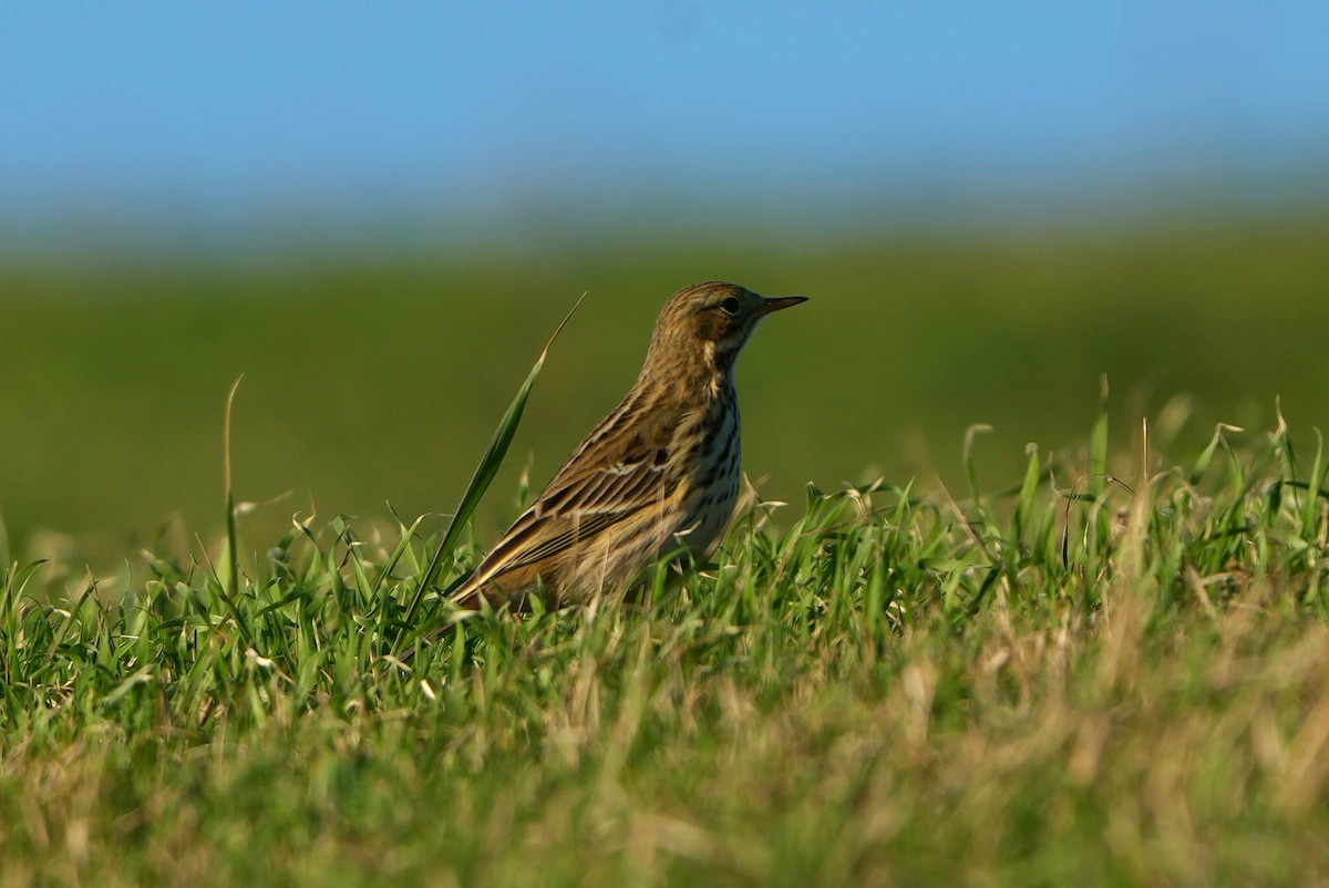 Meadow Pipit - ML646288014