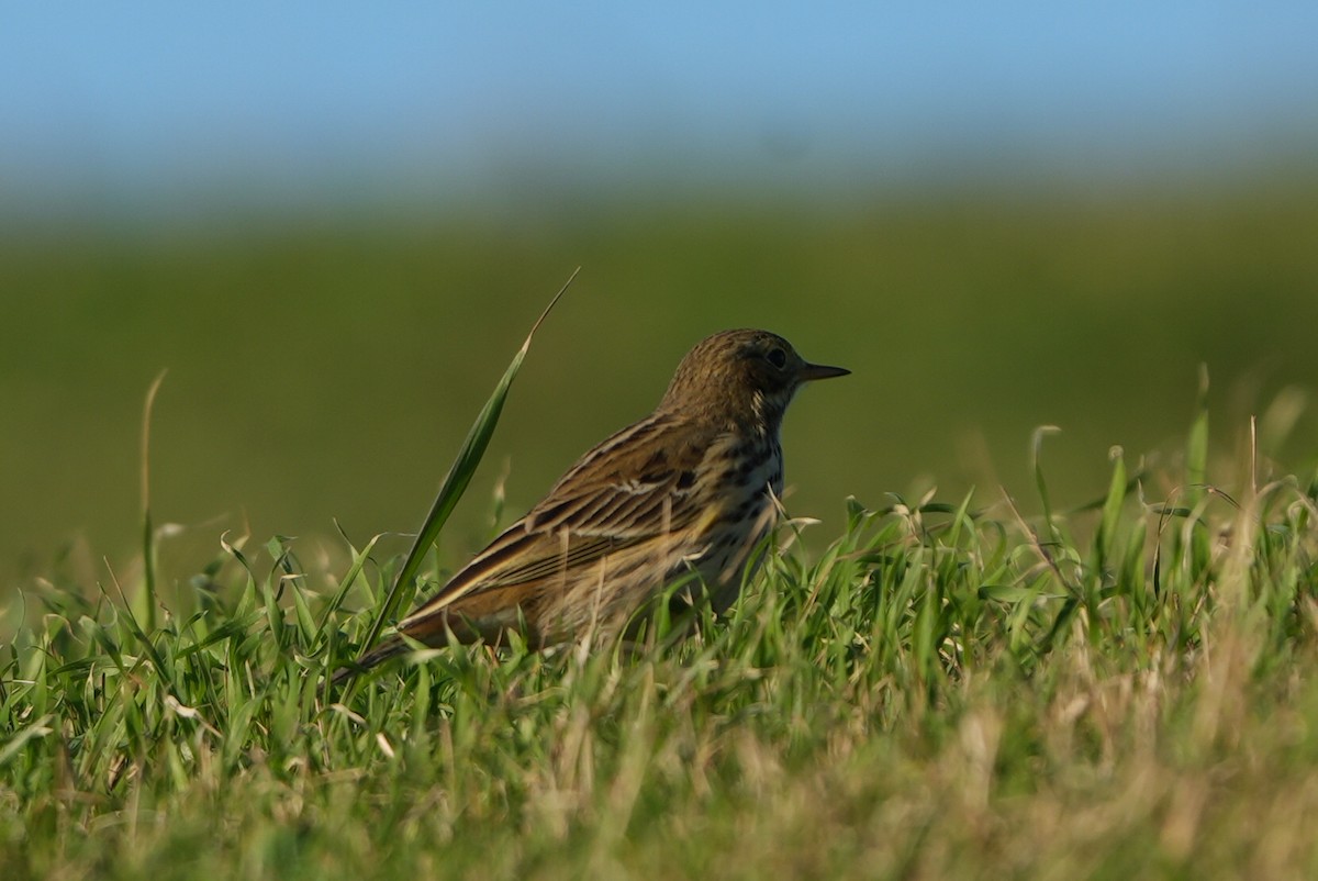 Meadow Pipit - ML646288015