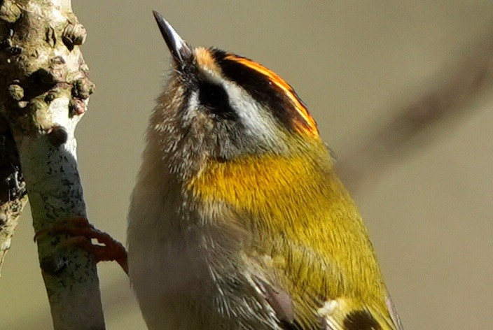 Common Firecrest - ML646288036