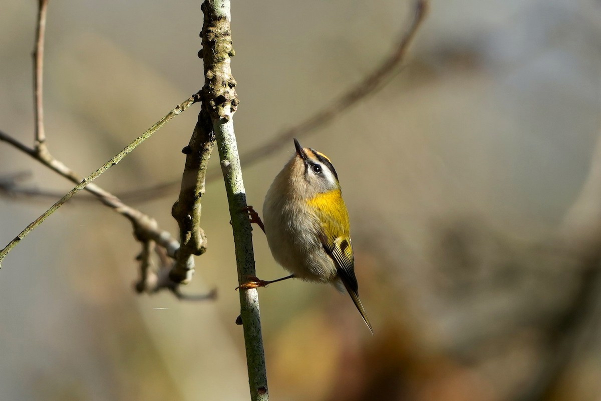 Common Firecrest - ML646288037