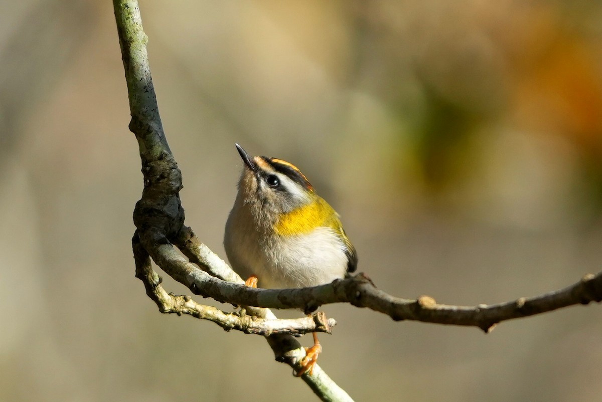 Common Firecrest - ML646288038